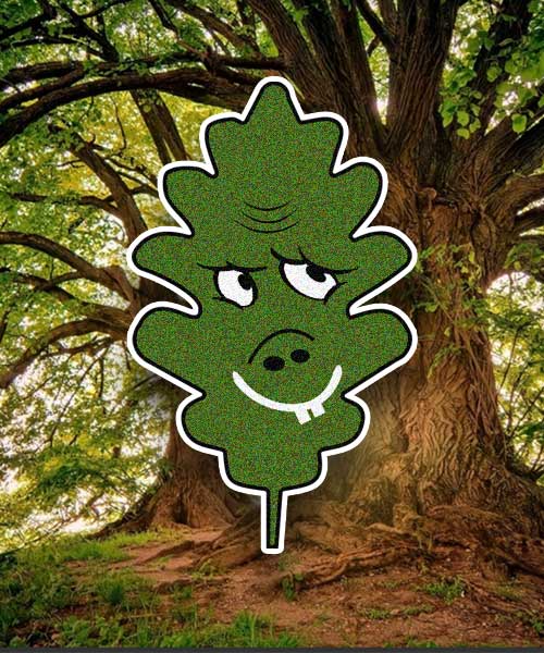 Leefy Teefy - Environmental Hostile Awareness
